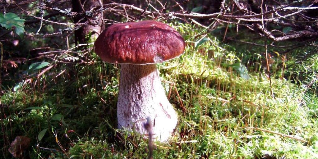 Pokoje Goscinne Przylesie Łobez Exteriör bild